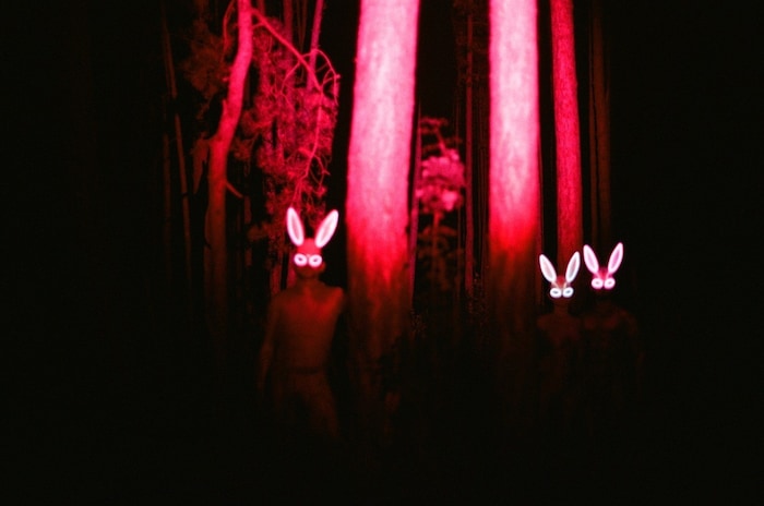 Neonhasen im Wald