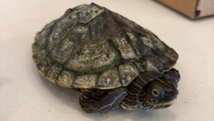 Die Art der Mississippi-Höckerschildkröte stammt aus den USA