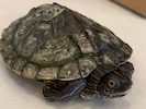 Die Art der Mississippi-Höckerschildkröte stammt aus den USA