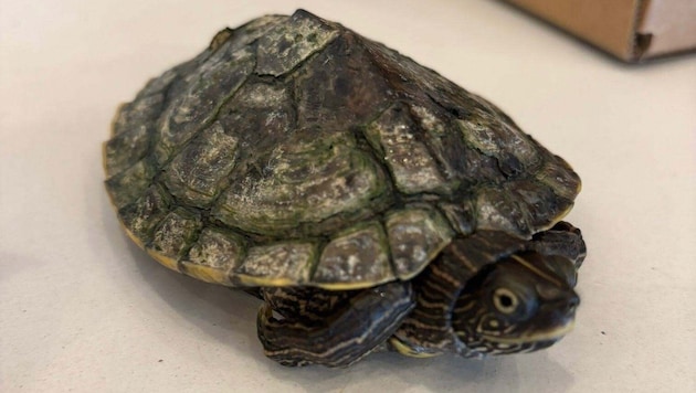 Die Art der Mississippi-Höckerschildkröte stammt aus den USA