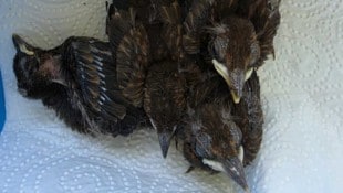 Auch diese geschwächten Amselkinder werden von der Tierärztin versorgt. 