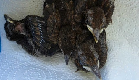 Auch diese geschwächten Amselkinder werden von der Tierärztin versorgt. 