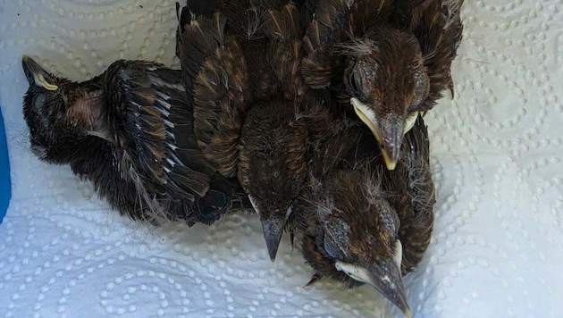 Auch diese geschwächten Amselkinder werden von der Tierärztin versorgt.