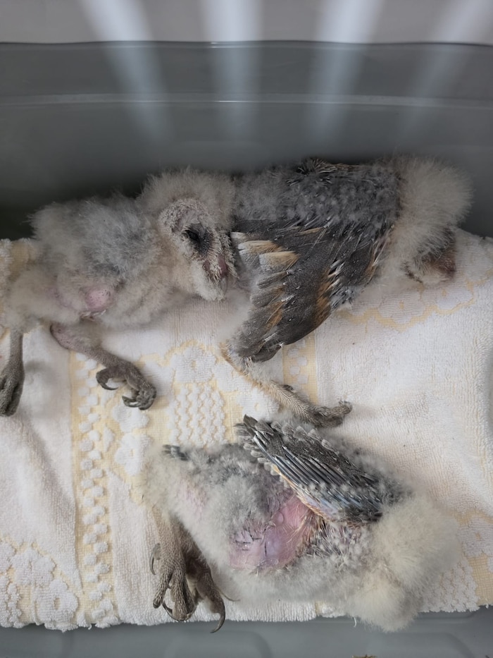 Die Schleiereulenkinder wurden von einem Parndorfer Jäger ins Tierheim gebracht. Sie sind ...