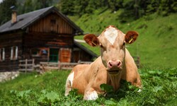 Für kleine Almhütten gibt es endlich gute Nachrichten.