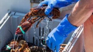 Hummer und Industriegüter aus den USA dürfen ab dem morgigen Mittwoch, 1. Juli, zollfrei in die ...