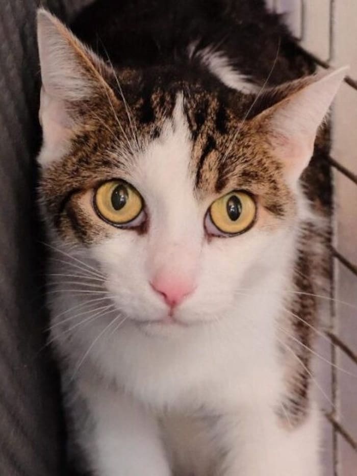 Wer hat ein Zuhause als Zweitkatze für Joker?