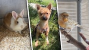 Ob Kaninchen, Hund oder Vogel, sie alle suchen einen schönen Platz zum Leben.