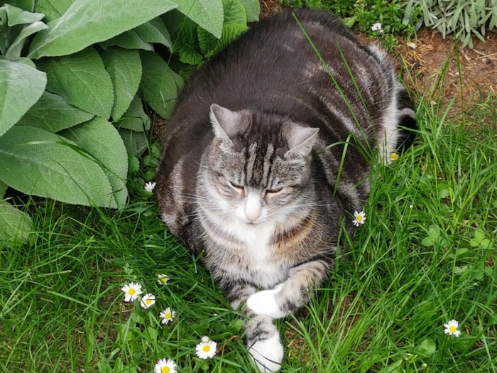 Wer hat Speedy gesehen?