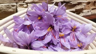 Nicht nur in der Küche, sondern auch im Garten ein Hingucker: der Safrankrokus – die einzig ...
