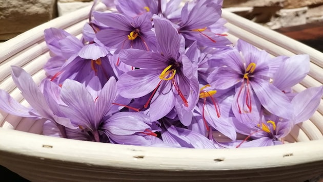 Nicht nur in der Küche, sondern auch im Garten ein Hingucker: der Safrankrokus – die einzig ...