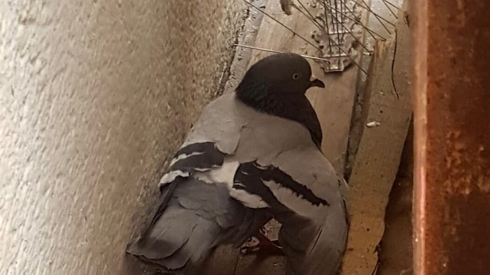 In einem Innenhof in der Altstadt wurde die verletzte Taube gefunden. Später stellte sich ...