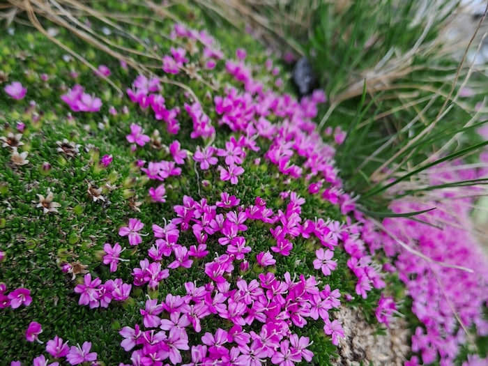 Zwischen Mai und August schmücken zahlreiche rosafarbene bis purpurrote Blüten die kompakten ...