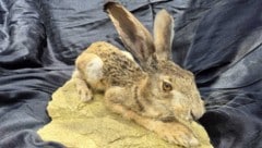 Nicht der Dürer-Hase, sondern ein „dür(r)er Hase“ im Waldviertel.