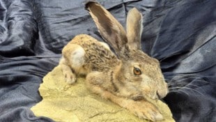 Nicht der Dürer-Hase, sondern ein „dür(r)er Hase“ im Waldviertel.