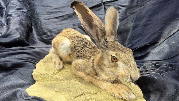 Nicht der Dürer-Hase, sondern ein „dür(r)er Hase“ im Waldviertel.