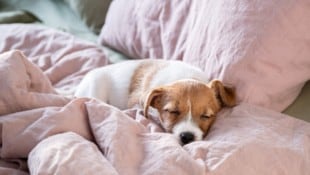 Endlich Abkühlung nach der Hitze: Die Nacht bringt spürbare Erleichterung für Körper und ...