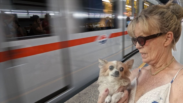 Brigitte Haas muss Epileptikerin „Yosi“ mit der U-Bahn zum Tierarzt bringen. Genau dort geriet ...