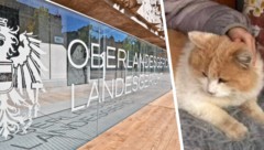 Kater „Schmotzer“ wurde auf grausame Art und Weise getötet. Gegen die vier Verdächtigen wurde ...