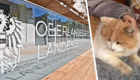 Der Kater „Schmotzer“ wurde auf grausamste Art und Weise zu Tode gequält.