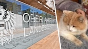 Der Kater „Schmotzer“ wurde auf grausamste Art und Weise zu Tode gequält.