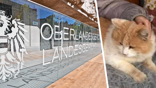 Kater „Schmotzer“ wurde auf grausame Art und Weise getötet. Gegen die vier Verdächtigen wurde ...