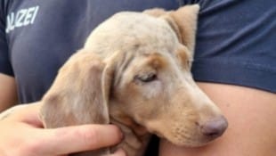 Die deutsche Polizei stoppte einen Tiertransporter aus Ungarn. 