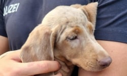 Die deutsche Polizei stoppte einen Tiertransporter aus Ungarn. 