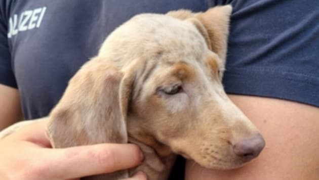 Die deutsche Polizei stoppte einen Tiertransporter aus Ungarn.