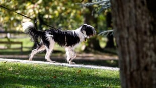 Hohe Asbestbelastung wird Hunden viel schneller zum tödlichen Verhängnis als Menschen.