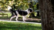 Hohe Asbestbelastung wird Hunden viel schneller zum tödlichen Verhängnis als Menschen.