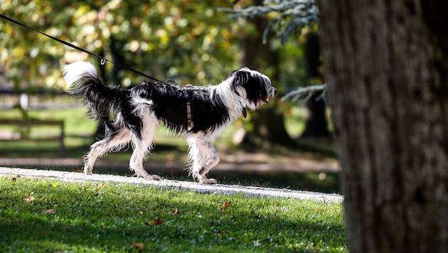 Hohe Asbestbelastung wird Hunden viel schneller zum tödlichen Verhängnis als Menschen.