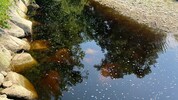 Auf mehreren hundert Metern war das Wasser verfärbt.