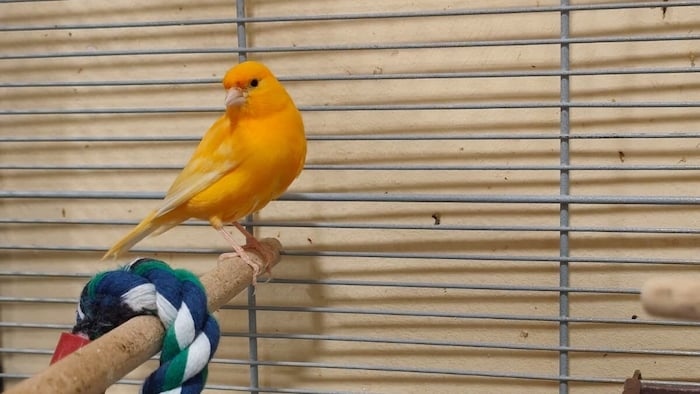 Piet sucht einen artgerechten Platz