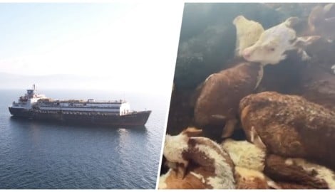 Der rund 400 Seiten umfassende Report „The Global Livestock Fleet“ analysiert sämtliche 159 ...