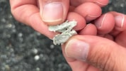 Die hochgiftigen Fasern wurden auch im Wiener Asphalt gefunden.