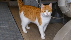 Kater „Killer“ hält seinem ungewöhnlichen Zuhause in Ernsthofen die Treue.