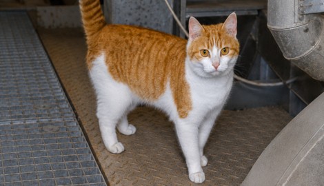 Kater „Killer“ hält seinem ungewöhnlichen Zuhause in Ernsthofen die Treue.