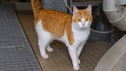 Kater „Killer“ hält seinem ungewöhnlichen Zuhause in Ernsthofen die Treue.