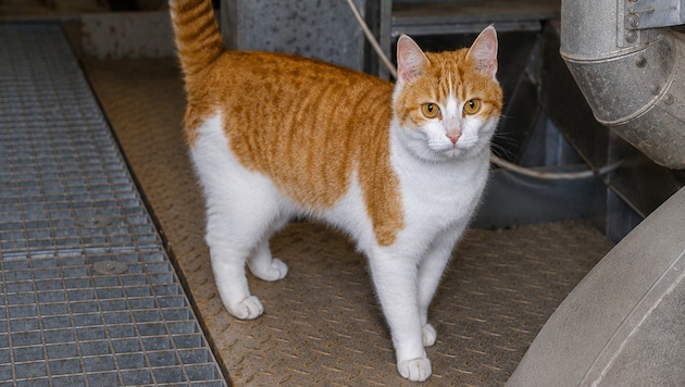 Kater „Killer“ hält seinem ungewöhnlichen Zuhause in Ernsthofen die Treue.