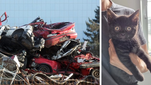 Schwer verletzt wurde dieser kleiner Kater in einer Fuhre Schrott entdeckt.