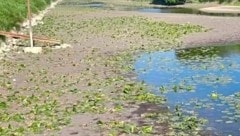 Hier wasseraffine Hunde auf jeden Fall zurückhalten bzw. anleinen!