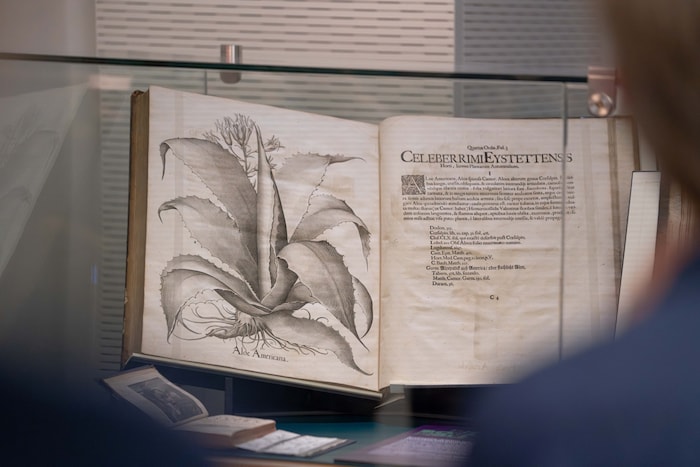 Abbildung der Aloe americana im „Hortus Eystettensis“, (1613), dem Pflanzenbuch eines Nürnberger ...