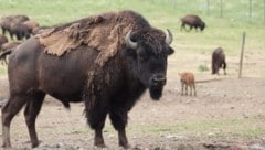 Die Bisons in Straden müssen in der Zahl reduziert werden, sagt die Behörde.