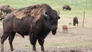 Die Bisons in Straden müssen in der Zahl reduziert werden, sagt die Behörde.