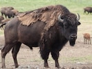 Die Bisons in Straden müssen in der Zahl reduziert werden, sagt die Behörde.