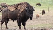 Die Bisons in Straden müssen in der Zahl reduziert werden, sagt die Behörde.