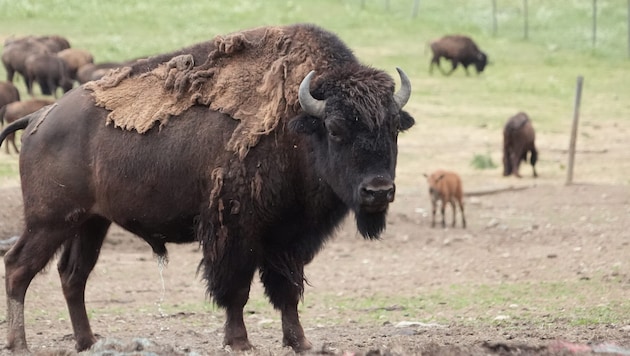 Die Bisons in Straden müssen in der Zahl reduziert werden, sagt die Behörde.