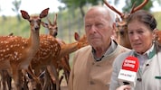 42 Sika-Hirsche leben bei der Familie Bernsteiner, derzeit bedroht von einer grotesken ...