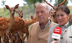 42 Sika-Hirsche leben bei der Familie Bernsteiner, derzeit bedroht von einer grotesken ...